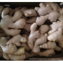 Fresh Vegetables Air Dry Ginger